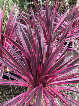 Cordyline pink passion