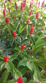 Costus Woodsonii Dwarf French Kiss