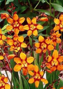 Crocosmia 'Emily Mckenzie' (orange) / Montbrétia