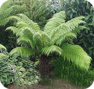 Dicksonia antartica / Fougère arborescente