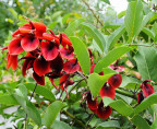 Erythrina crista-gallii