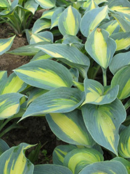 Hosta 'Catherine'