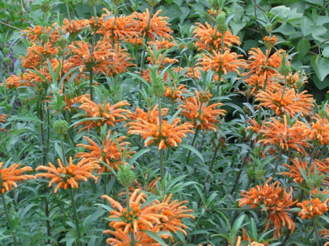 Leonotis leonorus Queue De Lion