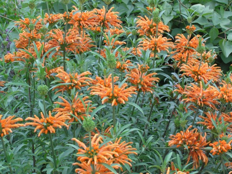 Leonotis leonorus Queue De Lion