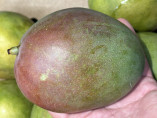 Mangifera indica 'Kent' / Manguier