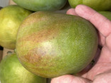 Mangifera indica 'Kent' / Manguier