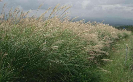 Miscanthus Sinensis 'Gracillimus'