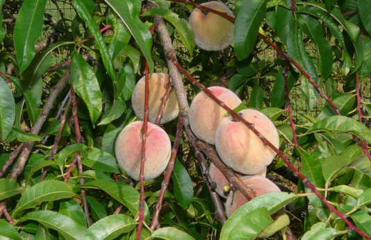 Prunus persica 'De vigne' / Pêcher blanche