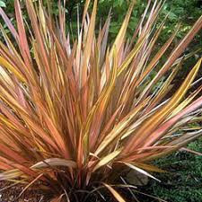 Phormium cookianum 'Apricot queen'