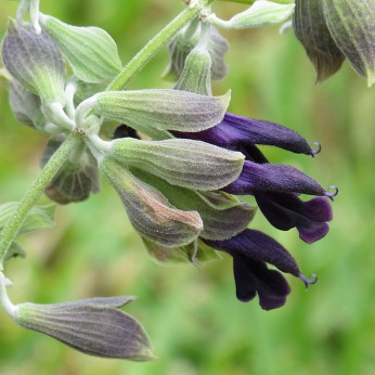 Salvia discolor / Sauge péruvienne / Sauge cassis