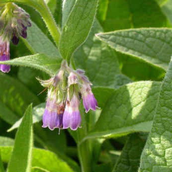 Symphytum officinale / Consoude officinale