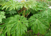 Tetrapanax papyrifera rex/ Plante à papier de riz