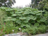 Tetrapanax papyrifera rex/ Plante à papier de riz