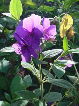 Tibouchina Urvilleana,Fleur Araignée