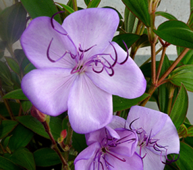 Tibouchina Urvilleana blue moon,Fleur Araignée