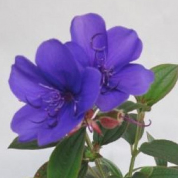 Tibouchina Urvilleana purple moon,Fleur Araignée