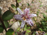 Tricyrtis hirta / Lis crapaud