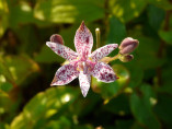 Tricyrtis hirta / Lis crapaud