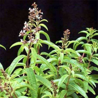 Aloysia citrodora / Verveine citronnelle