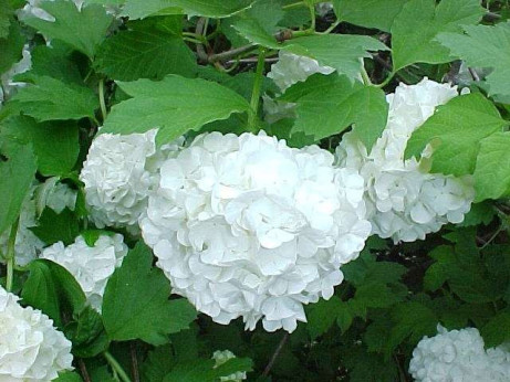 Viburnum opulus / Viorne Boule de Neige