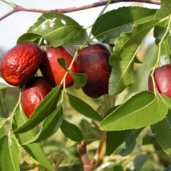 Ziziphus jujuba 'abundance' / Jujubier