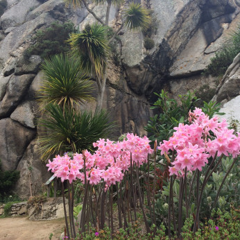 Amaryllis belladonna