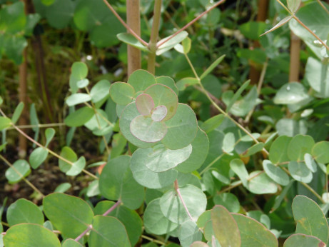 Eucalyptus gunnii / Gommier cidre