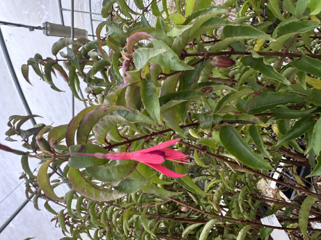 Fuchsia regia 'Reitzii' / Fuchsia comestible