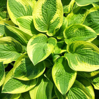 Hosta 'Wide brim'