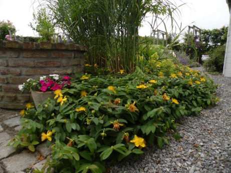 Hypericum calycinum / Millepertuis rampant