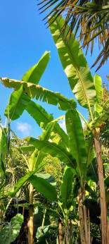 Musa sp Tibet/ Bananier Sp 'Tibet'