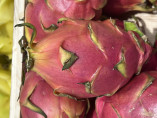 Hylocereus / Pitahaya / Fruit du dragon