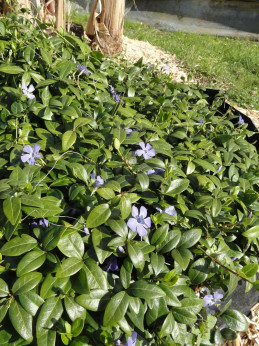 Vinca major / Grande Pervenche