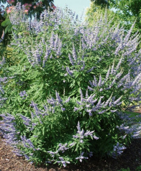 Vitex agnus castus latifolia / Gattilier / Poivre des moines