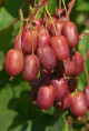 Actinidia arguta 'Scarlet september' / Kiwaï / femelle