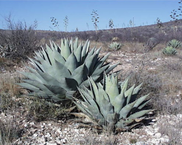 Agave ovatifolia