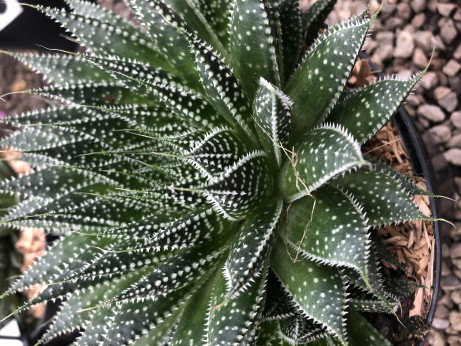 Aloe Aristata