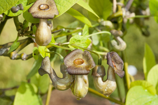 Aristolochia macrophylla (durior) / Aristoloche siphon