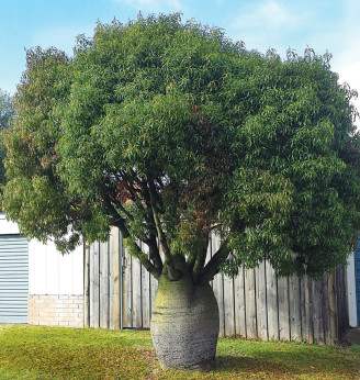 Brachychiton rupestris / Baobab australien