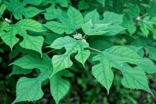 Broussonetia papyrifera / Mûrier à papier (Mûrier de Chine)