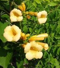 Bignone Campsis radicans flava