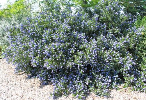 Ceanothus thyrsiflorus 'Skylark' / Céanothe