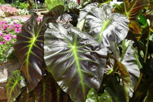 Colocasia esculenta aloha (oreilles d'éléphant)