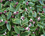 Daphne odora 'Aureomarginata'