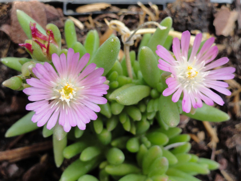 Delosperma Jewel Rose Quartz