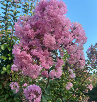 Lagerstormia indica 'Montbazillac' / Lilas des Indes