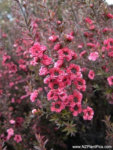 Leptosperum 'Rosa'