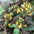 Lonicera 'Henryi Copper beauty' / Chèvrefeuille persistant