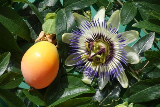 Passiflora caerulea / Passiflore bleue