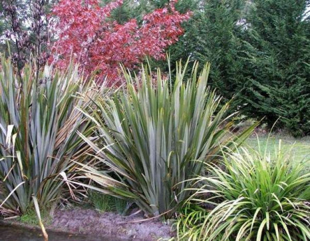 Phormium tenax